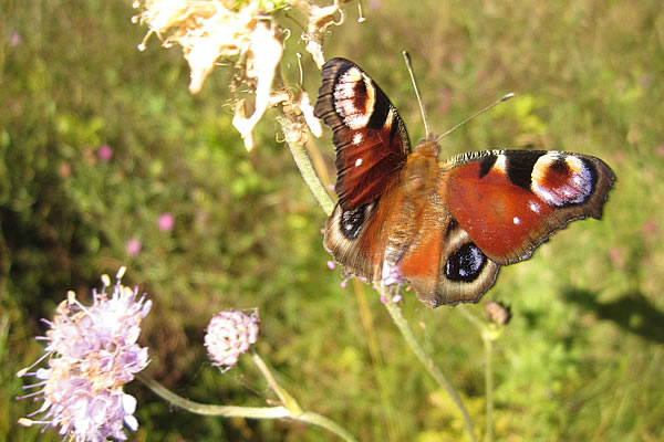 Biodiversité