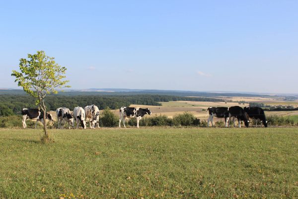 Paysages du SCoTAM